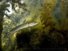 Northern_Pike--_Esox_lucius (10)