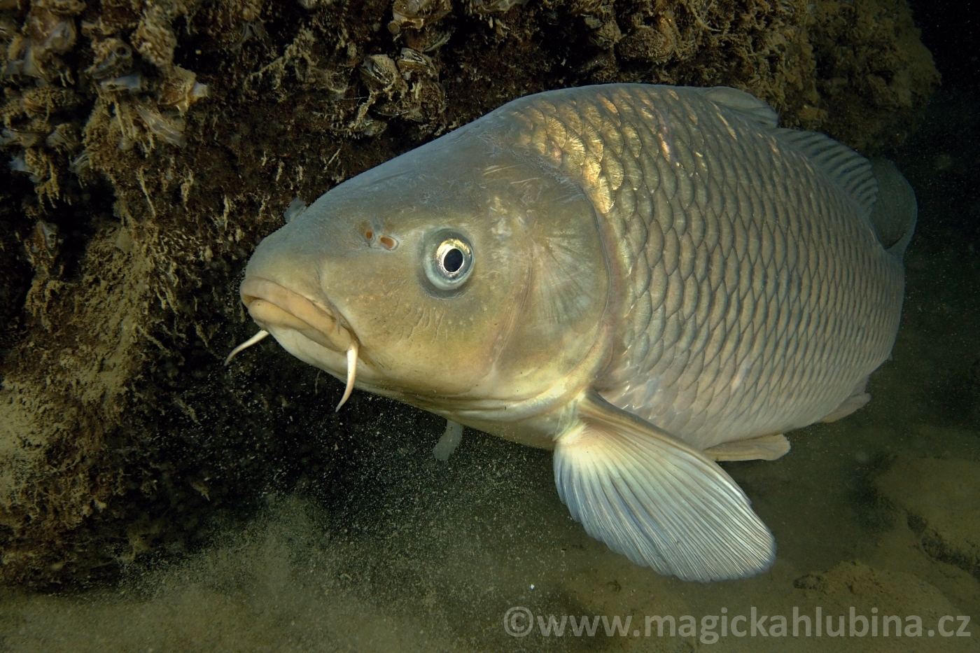 Cyprinus_carpio_-_Common_Carp