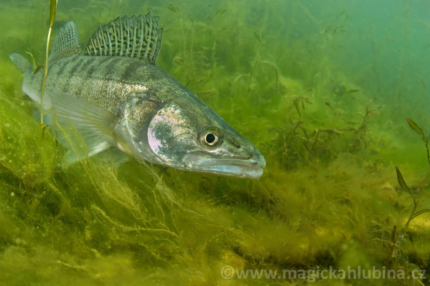 Sander_lucioperca_-_European_Pike-perch